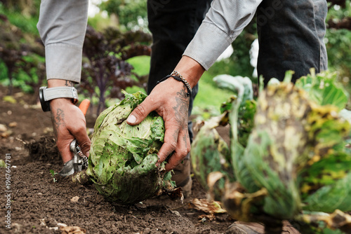 Farmworker harvesting fresh cabbage in an organic garden