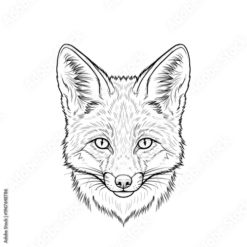 Detailed black and white illustration of a fox head looking forward.