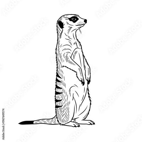 Black and white illustration of a meerkat standing upright on its hind legs.