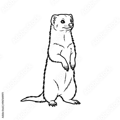 Black and white illustration of a standing weasel looking towards the right.