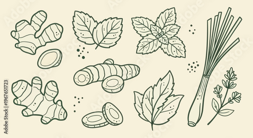 Hand Drawn Collection of Fresh Herbs and Spices for Cooking.