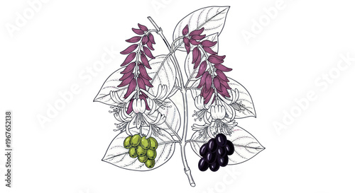 Botanical Illustration: Grapevine with Green and Black Berries, Purple Flowers, and Leaves