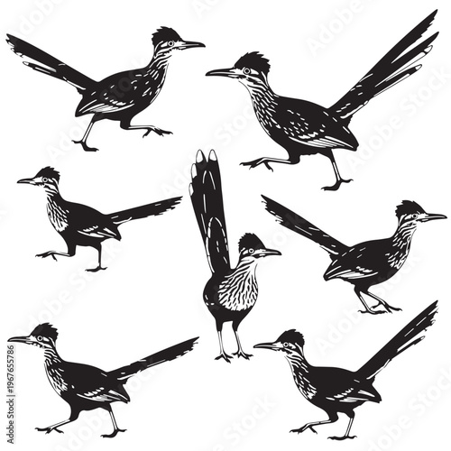 Black Greater roadrunner Silhouette Vector, High Quality Illustration on White Background