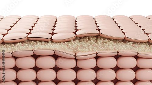 Detailed three dimensional microscopic illustration depicts the stratified squamous epithelium layer structure of human skin tissue with lipid barrier elements.