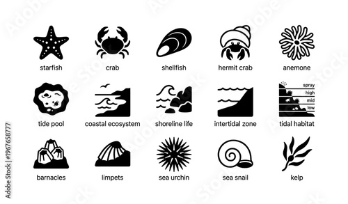 Illustrations of marine life: starfish, crab, anemone, and more ocean creatures