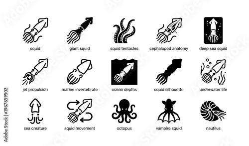 Squid and nautilus icons showcase marine life anatomy