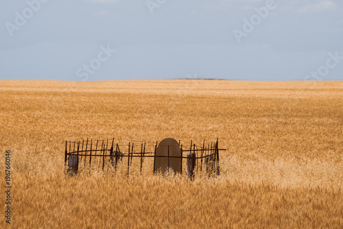 Cemetery with gravestone in the centre of a wheat field, asleep in the glorious open fields. South Australia.
