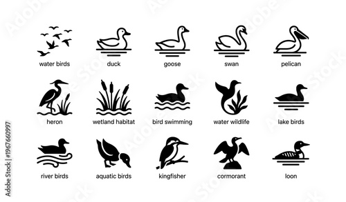 Water birds icons: duck, goose, swan, pelican, heron, habitat, wildlife