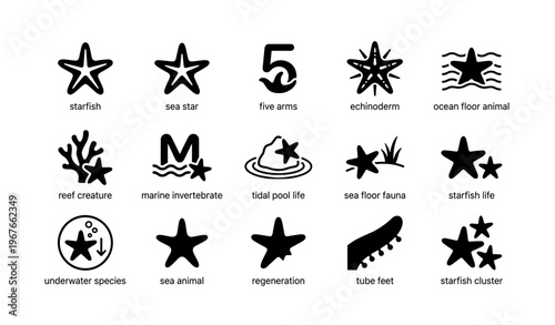 Starfish icon set: sea star, echinoderm, ocean floor animal, marine invertebrate