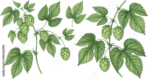 Hop plant branches with cones and leaves, botanical illustration set, green foliage elements for brewing, herbal agriculture vector design