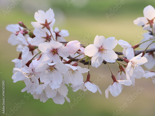 きれいな桜の花びら