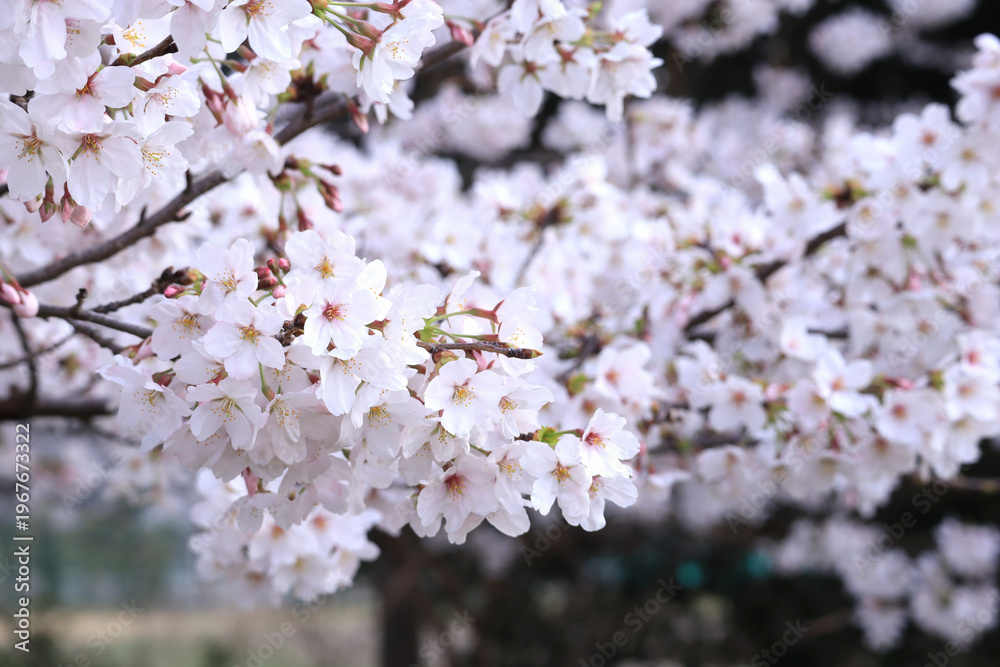 Fototapeta premium きれいな桜の花びら
