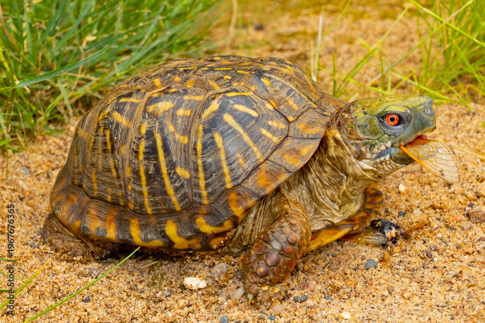 Obraz premium Ornate box turtle, Terrapene ornata, eating a cicada.
