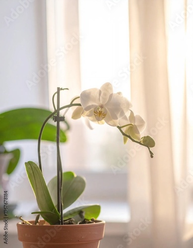 White Orchid in a Pot by a Window with Soft Light.