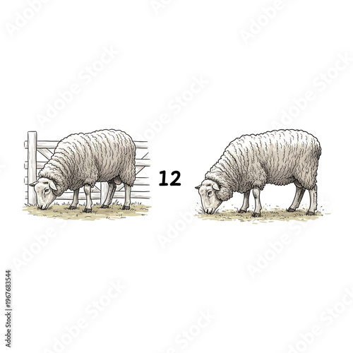 Sheep grazing in pasture field with fence illustration vector graphic