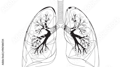 Detailed Illustration of Human Lungs Showing Bronchi and Alveoli Structure.