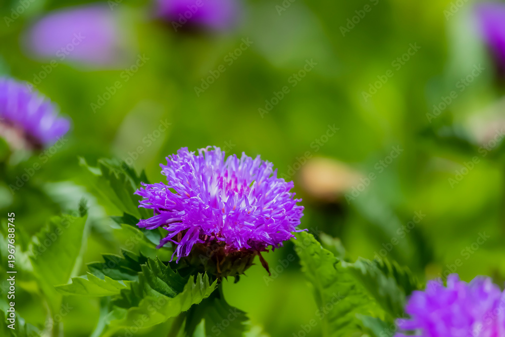 Fototapeta premium Wild flower in the garden