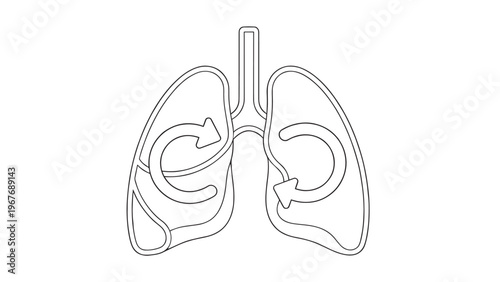 Detailed Illustration of Human Lungs Showing Internal Anatomy and Structure.