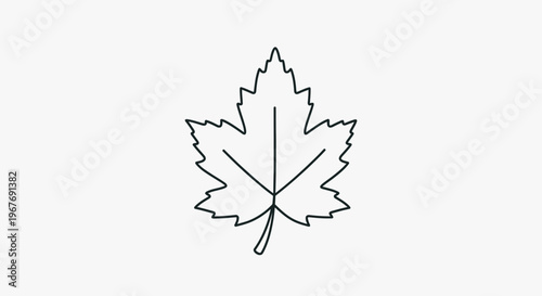 Detailed drawing of a maple leaf.