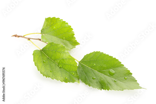 Green mulberry tree leaves ...