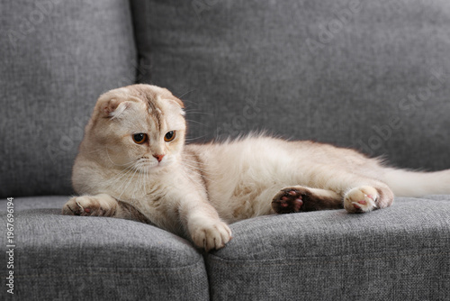Cute Scottish Fold cat lyin...