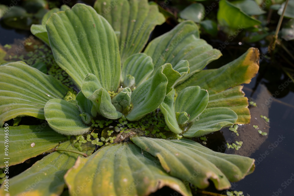 Fototapeta premium Pistia stratiote - Water lettuce