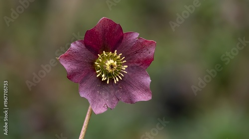 Dark Purple Hellebore Flower Blooming in Early Spring, Close up of Lenten Rose with Yellow Center on Green Blurred Background, Winter Hardy Garden Plant