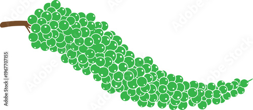 Green Coffee Beans Bunch on Stem Agricultural Harvest Fresh Produce Graphic Illustration Style