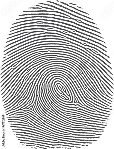 A clear and detailed fingerprint pattern showcasing intricate ridge formations. Vector