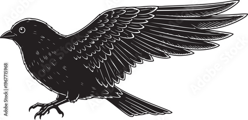 Black Bird in Flight with Wings Spread Wide Open