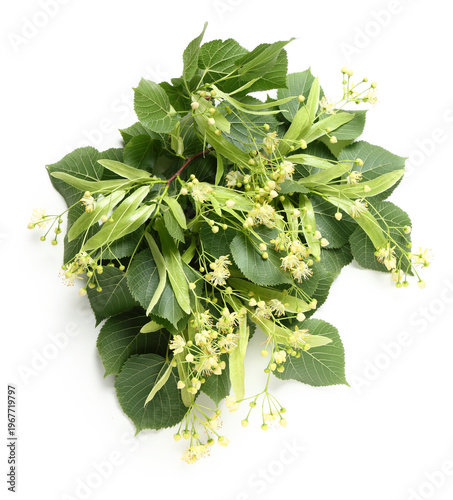 Branches of linden flowers ...