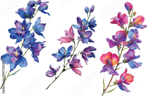 iris flowers isolated on white background