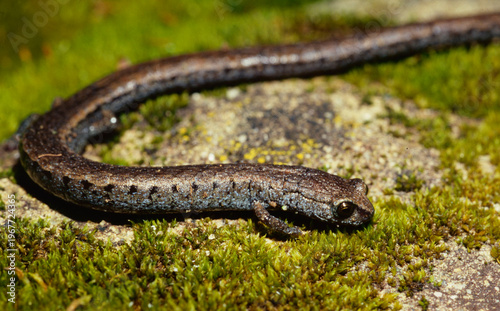 Close-up side view of a California Slender Salamander (Batrachoseps attenuatus) showing the large eyes and tiny front limbs on its very thin pencil-like body. 