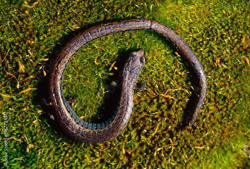 Looking down on the very thin, elongate body of a California Slender Salamander (Batrachoseps attenuatus) in a loose coil on a bed of green moss. 