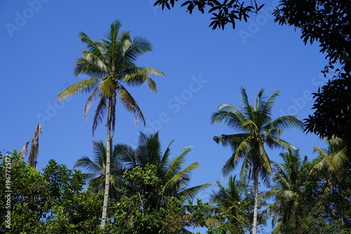 Two coconut trees standing tall against a bright sky.