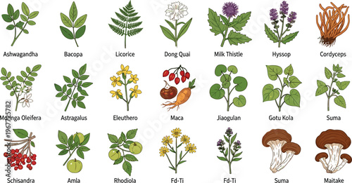 Colorful hand drawn adaptogen herbs set featuring cordyceps moringa maca and milk thistle for holistic health supplements vector