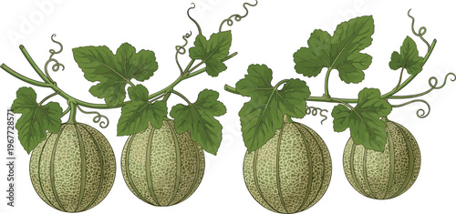 Cantaloupe Melon Vine Vector Set with Ripe Melons, Leaves, and Vines, Fresh Organic Food Illustration Isolated on White Background