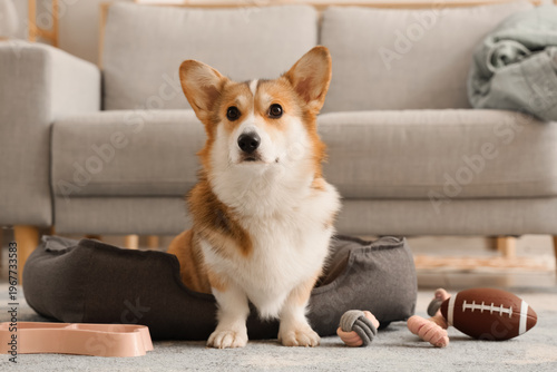 Cute Corgi dog in pet bed w...