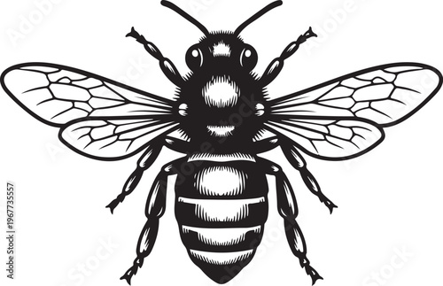 Detailed illustration of a bee in black and white