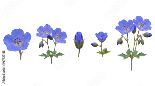 Fotografía Various vibrant blue geranium flowers and buds, with green leaves