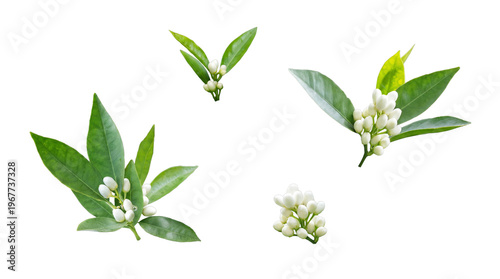 Fotografie Freshly budding orange blossoms and vibrant green leaves, captured as a photograph