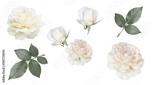 Photos Elegant white rose blossoms, fresh unopened buds, and lush green leaves