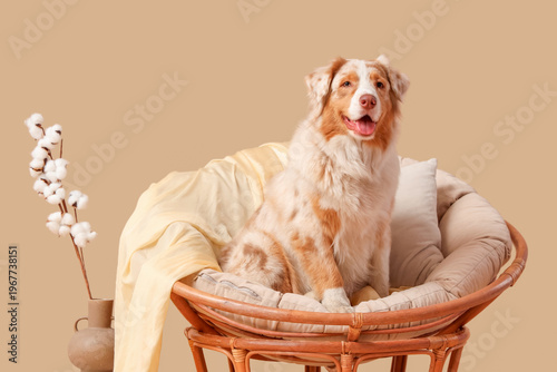 Cute Australian Shepherd do...