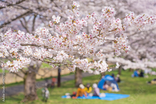 春の公園で満開の桜の下で花見をする人々
