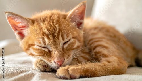 Tiny Sleeping Cats Full of Cuteness