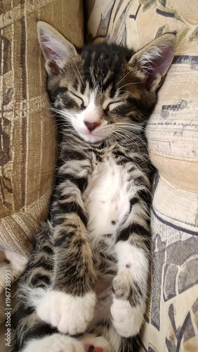 Peaceful Kitten Dreams in Soft Comfort