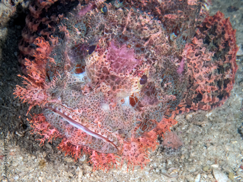 Weedy Scorpionfish (genus Rhinopias)the reefs of Kapalai Island, Sabah, Malaysia, Borneo 