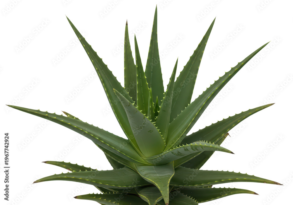 Fototapeta premium Aloe vera plant isolated on transparent background