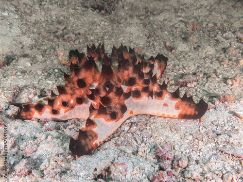  Chocolate Chip Sea Star (Protoreaster nodosus), reefs of Kalapai Island, Sabah, Malaysia, Borneo 