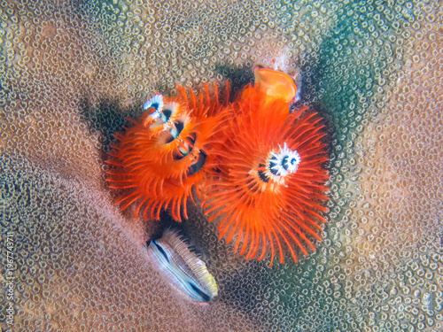 Christmas Tree Worm (Spirobranchus giganteus), and a Scallop (Pectinidae sp.) below it, reefs of Mabul Island, Sabah, Malaysia, Borneo 